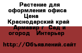 Растение для оформления офиса › Цена ­ 500 - Краснодарский край, Армавир г. Сад и огород » Интерьер   